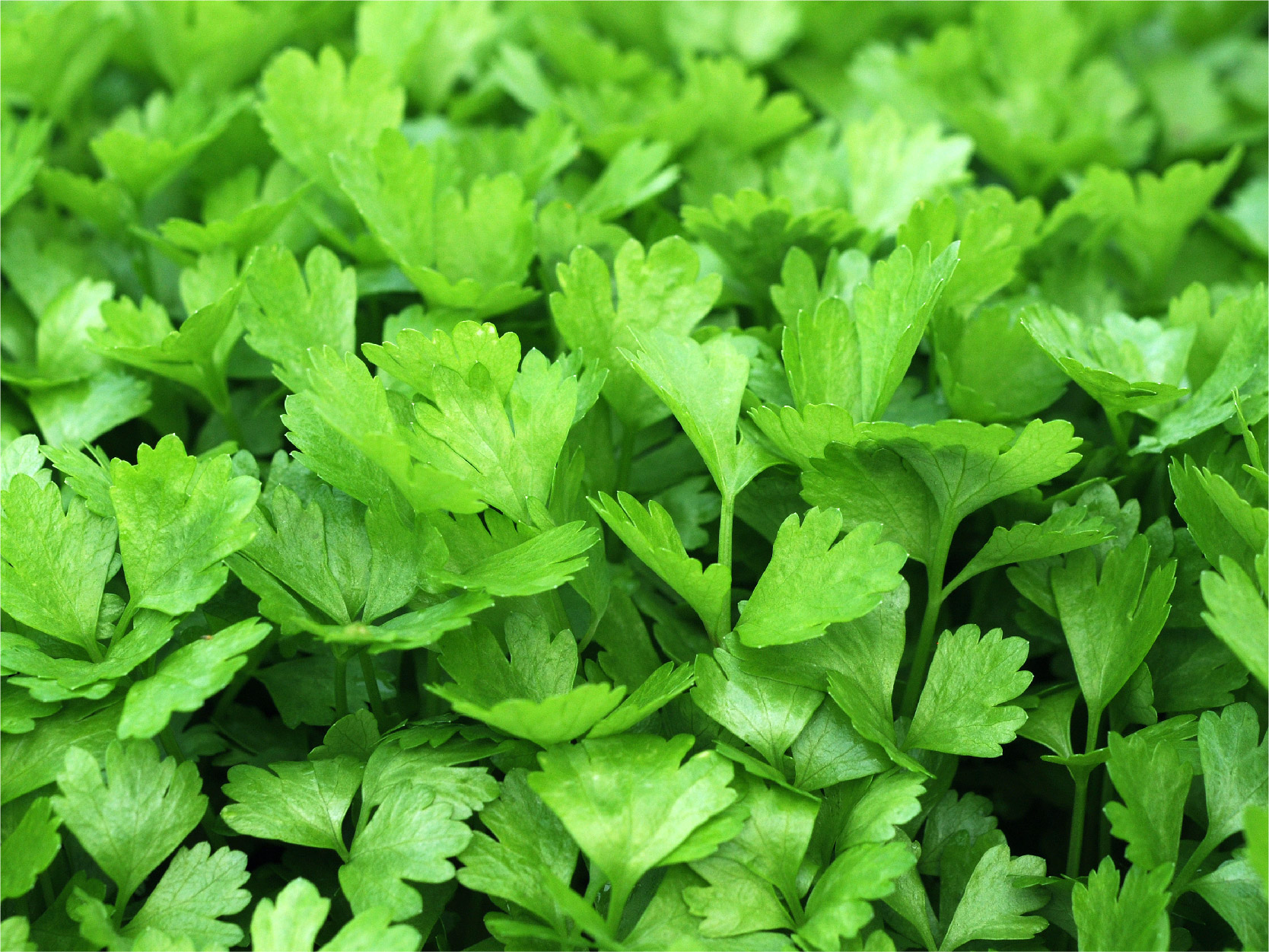 Coriander Leaf Image