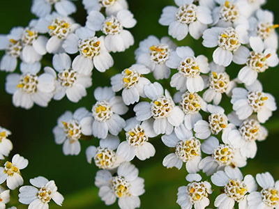 Yarrow Ingredient flower image