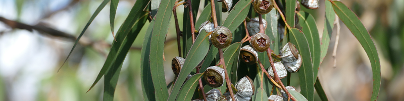 Eucalyptus globulus leaf