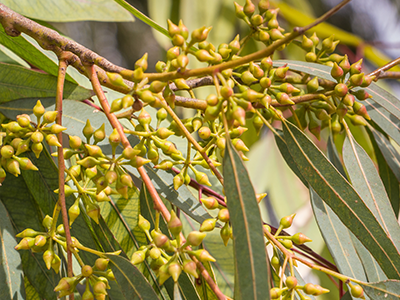 Eucalyptus loxophleba leaf