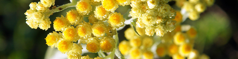 helichrysum flower