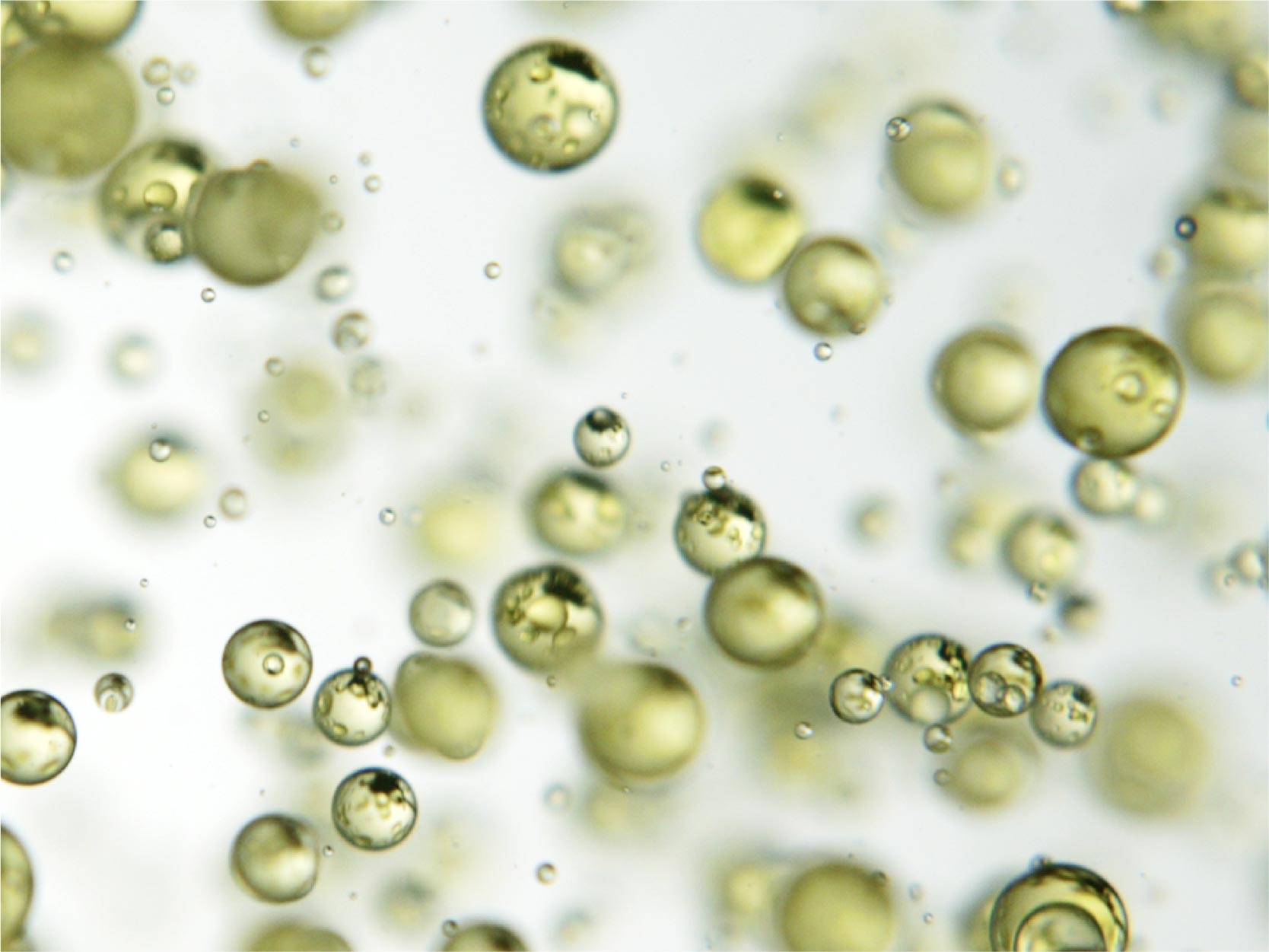 TerraZyme Anti Gluten Enzyme Image