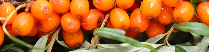 800x160-sea-buckthorn-extract.png