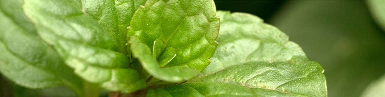 Bergamot Mint leaves