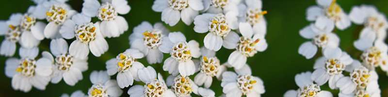 Yarrow Ingredient flower image