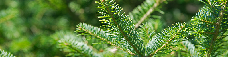 Balsam Fir_Desktop.png