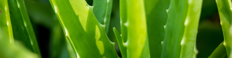 Aloe Vera Image