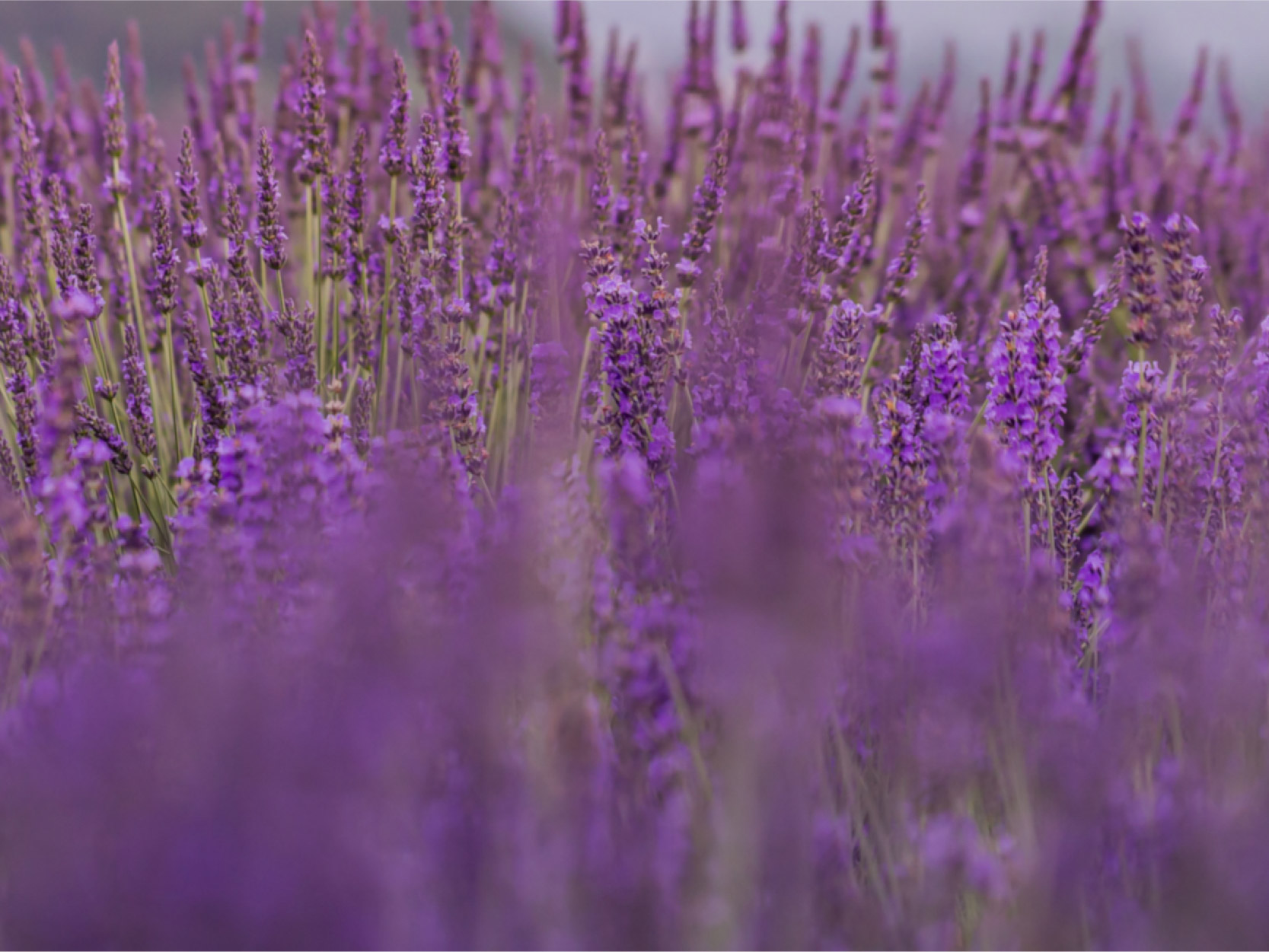 Lavender field image