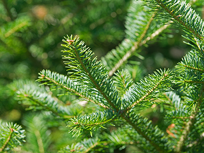 Balsam Fir_Mobile.png