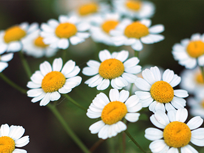 Blue Chamomile Flower Image