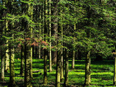 Siberian Fir_Mobile.png