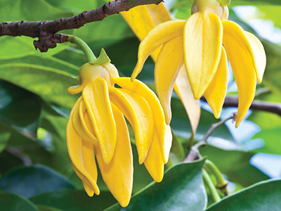 Ylang Ylang Flower Image