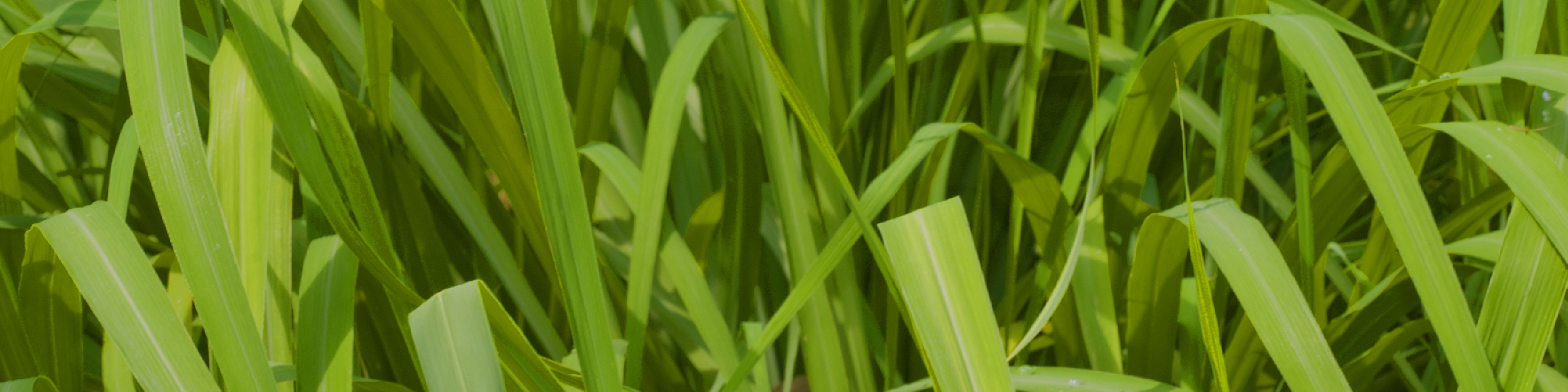 Citronella ingredient