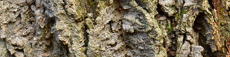 Phellodendron Amurense Bark Image