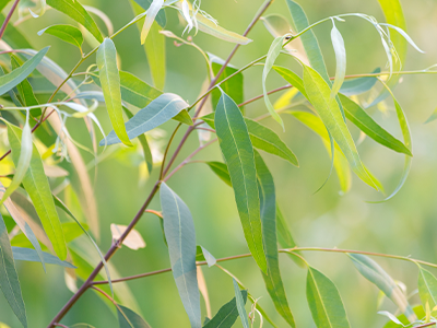 Eucalyptus radiata leaf