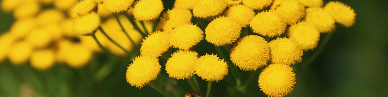 Blue Tansy Flower Image