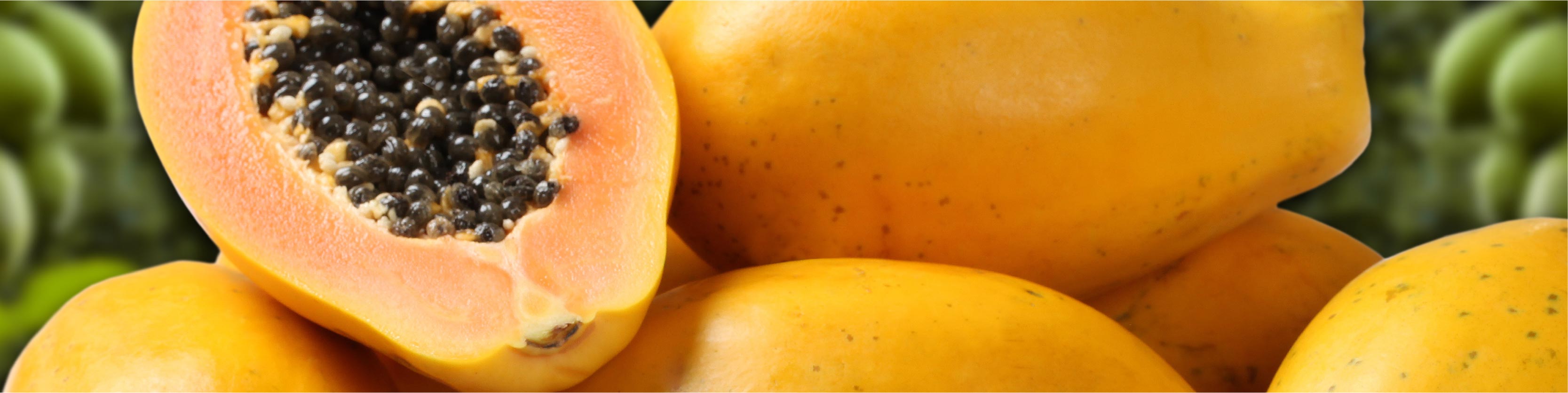 TerraZyme Papain Image