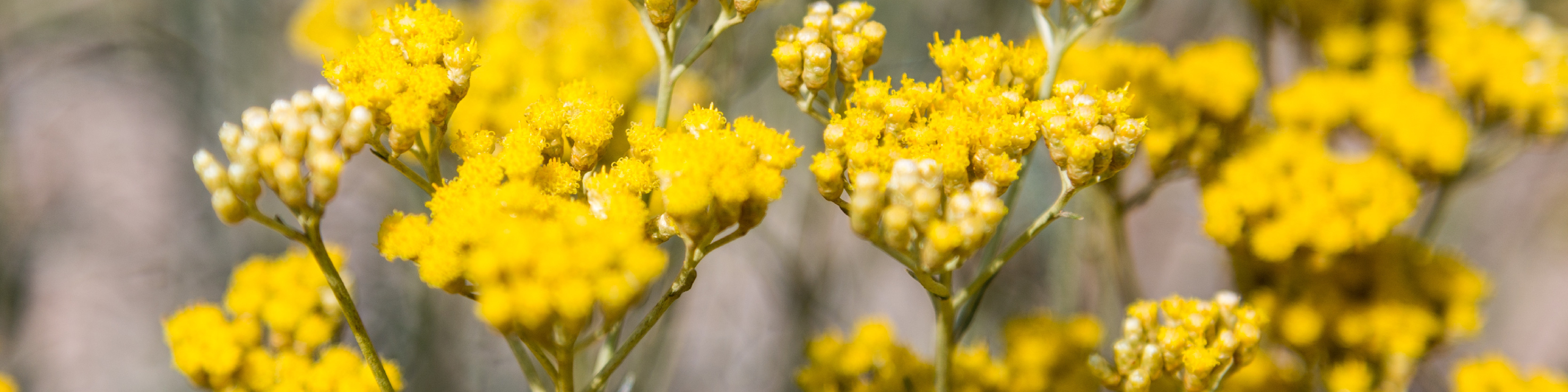 helichrysum flower