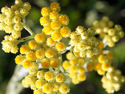 helichrysum flower
