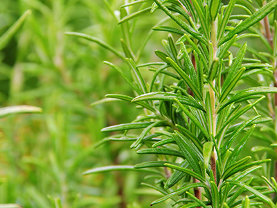 Rosemary Plant Image