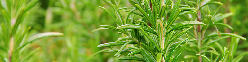 Rosemary Plant Image