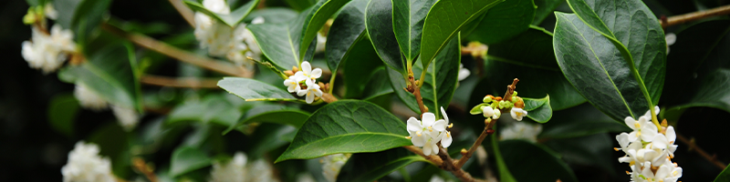 Osmanthus Flower image