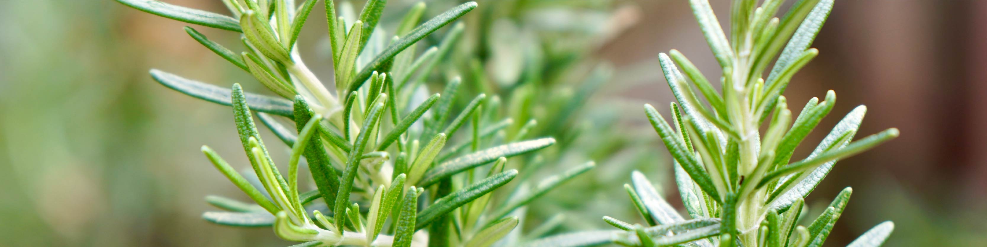 Rosemary Plant Image