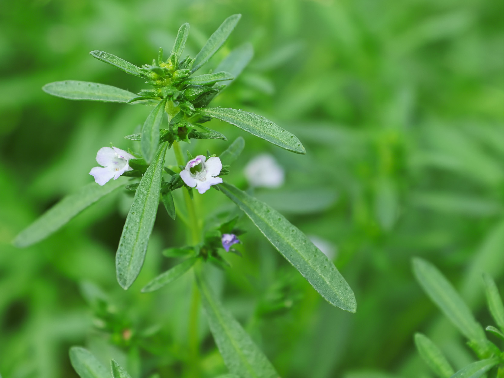 Summer Savory Flower Image