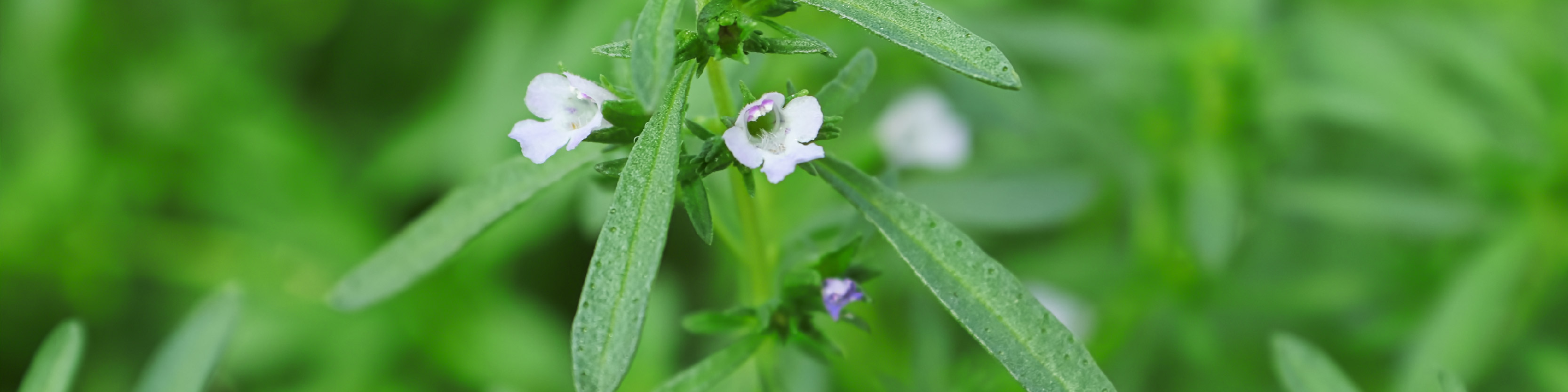 Summer Savory Flower Image
