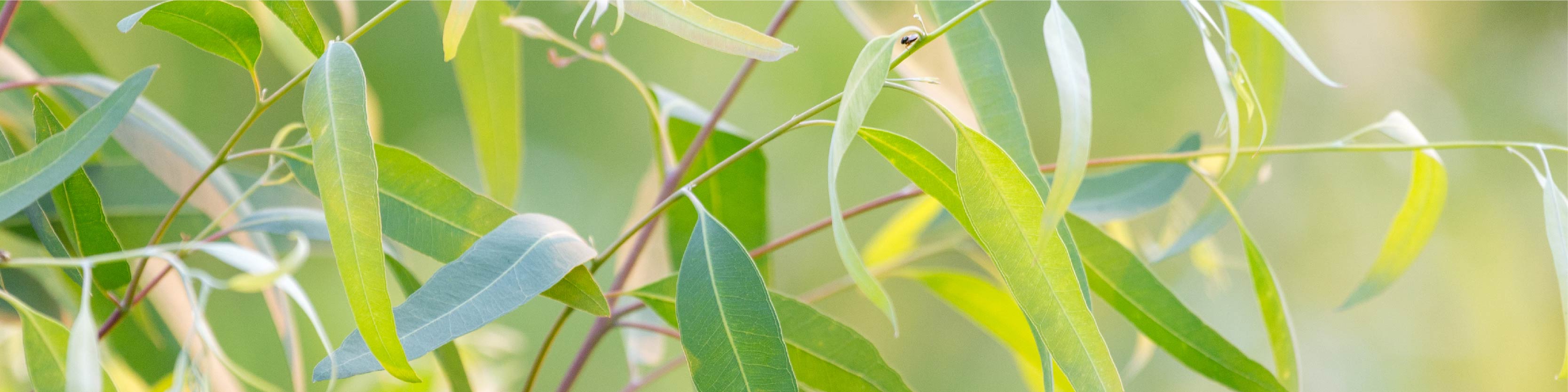 On Guard Beadlets Imagery-11.jpg