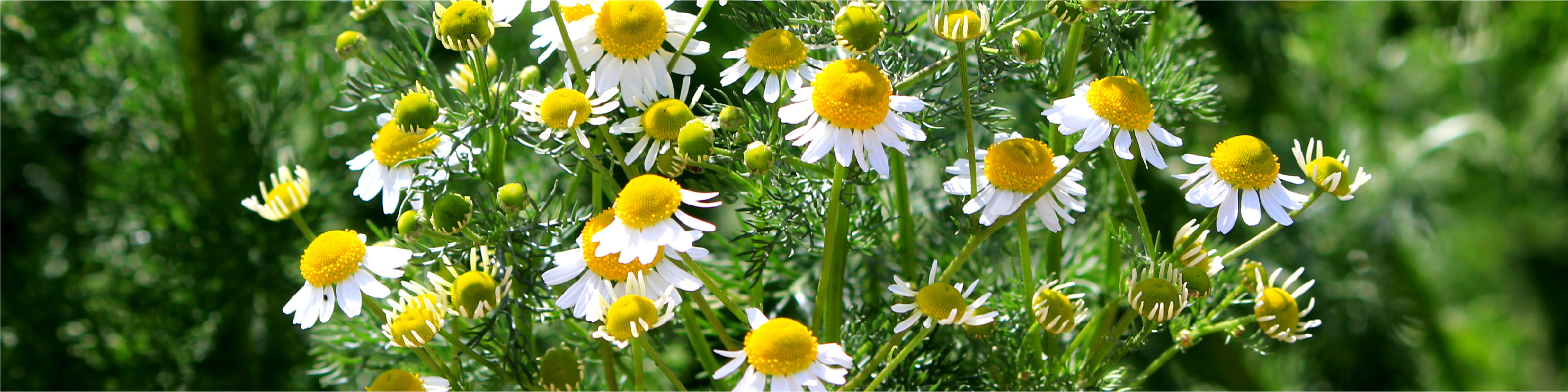 Chamomile Flower image