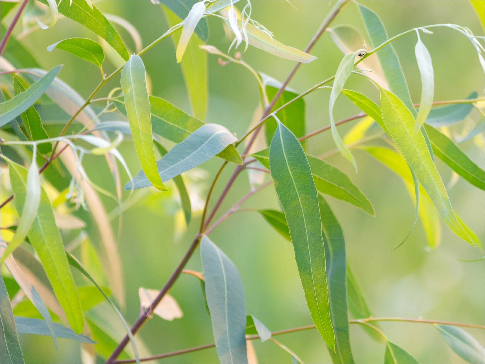 Eucalyptus leaf image