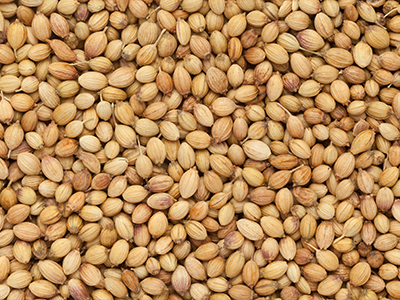 Coriander_Mobile.png